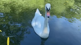 Swans swimming in the lake. Close up footage of white swans swimming in the lake. Slow motion