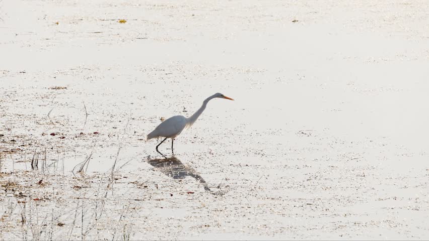 Great Egret Animal of the species Ardea alba