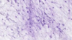 Whole mount of loose connective tissue under microscope with 200 times magnification on bright field. Isolated macro footage of collagen fibers. Investigating anatomy of people on biology lessons. - Powered by Shutterstock - Get 15% off with code: PIKWIZARD15