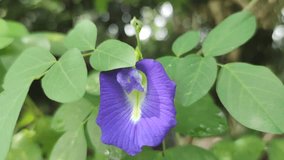 Butterfly pea flowers, fresh purple in the garden among green leaves, suitable for a video.