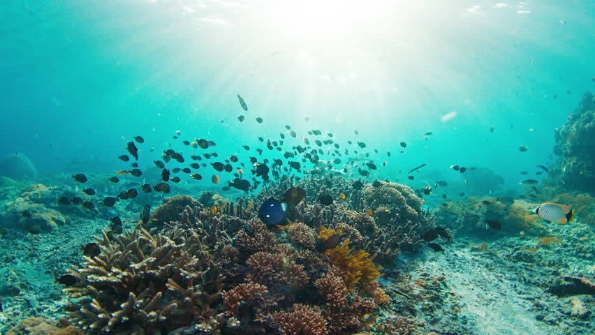 Sexy woman freediving on reef. Young fit female freediver swims underwater over the healthy coral reef near the island of Nusa Penida in Bali, Indonesia