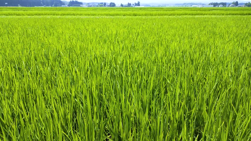 Rural landscape in summer, 
yamagata prefecture Japan Royalty-Free Stock Footage #1107350471