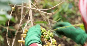 Farmer wearing green gloves picking coffee beans in plantation 4k video