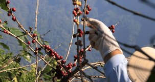Close up Farmer wearing white gloves picking raw coffee beans in plantation 4k video