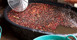 farmer sorting ripe cherry Arabica coffee beans before washing process at coffee factory chiang rai thailand 4k video