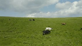 Aerial photography of cows on a pasture in the mountains. Cattle on a green field. Cow farm. Aerial video of cattle in a green field. A herd of cows. Dairy farm.