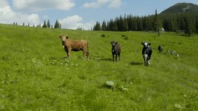 Aerial photography of cows on a pasture in the mountains. Cattle on a green field. Cow farm. Aerial video of cattle in a green field. A herd of cows. Dairy farm.