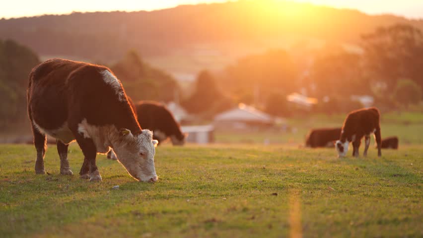 Cows grazing on a beautiful hill on a farm at sunset