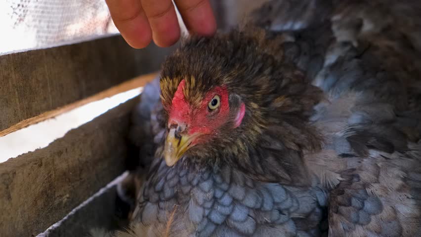 Hen hatching. the hen is hatching the egg in the coop.hatching the egg. Close up hens chicken. Cute hen's. Black hen is hatching the egg. Pets animals birds Royalty-Free Stock Footage #1107360271