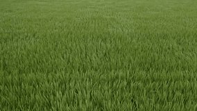Drone video: Rice plants with ears beginning to sway in the strong wind