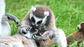 Family of lemurs catta on green grass wash each other. Madagascar lemurs close up.