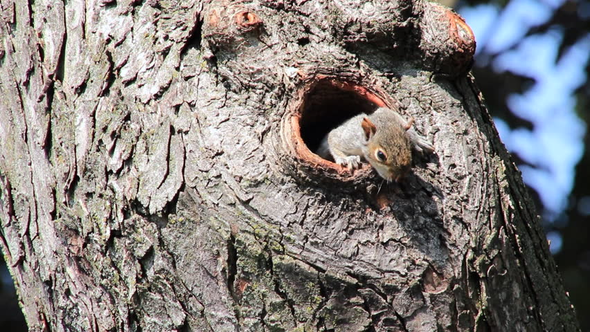 Cute baby squirrel pops in and out of its den in a cavity in a maple tree as it wakes from a nap and gets ready to explore the world. Royalty-Free Stock Footage #1107366093
