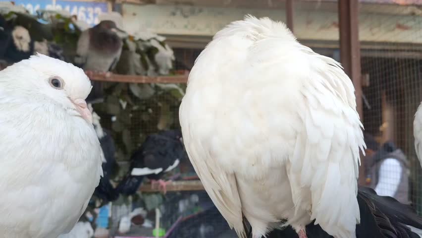 Footage of of a specific pigeon in a cage. Close image of beautiful pigeons of a different kind. Indian Fantail fancy breed Pigeon kept in a cage for sale in the shop.Portrait of a beautiful pigeon. Royalty-Free Stock Footage #1107367717