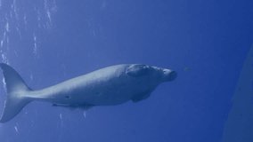 Vertical video, Sea Cow or Dugong (Dugong dugon) quickly dives to blue depth passing over seabed and moving away