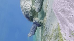 Vertical video, Great Green Sea Turtle (Chelonia mydas) hovering over sandy bottom and eating Smooth ribbon seagrass (Cymodocea rotundata) on seagrass meadow in sunny day