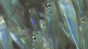 Vertical video, Extreme close-up a large accumulation of Hardyhead Silverside fish (Atherinomorus forskalii) swimming up sparkling in bright sun rays on sunny day, Slow motion