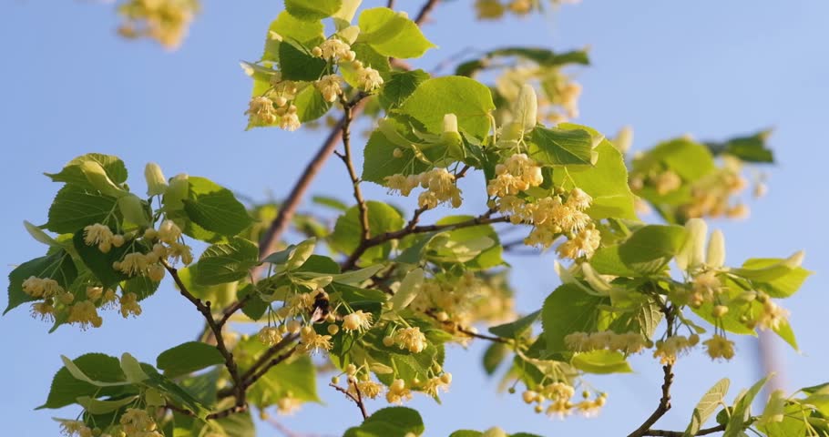 Bumblebee pollinating linden flowers in summertime. Royalty-Free Stock Footage #1107369723