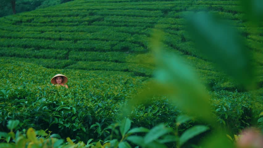 a tea garden farmer is planting tea leaf seeds in the middle of a green tea plantation area during the day Royalty-Free Stock Footage #1107371253