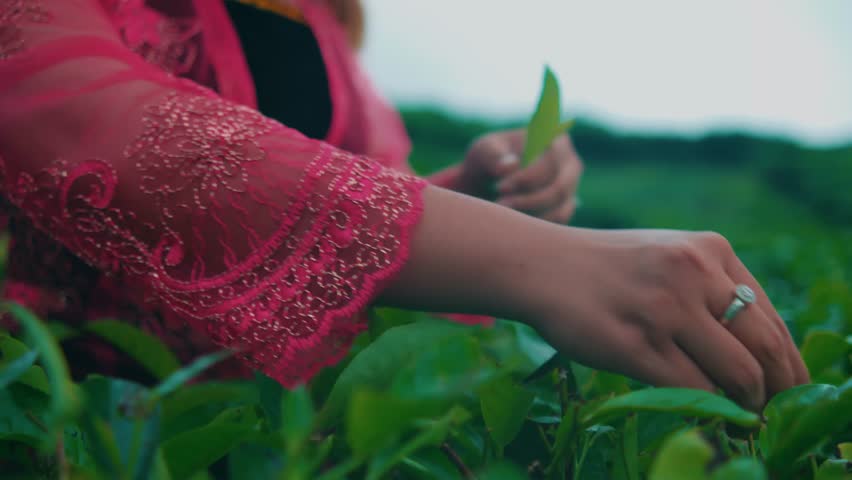 A close-up shot focused on the hands of a woman in a traditional pink kebaya as she skillfully plucks fresh green leaves from a tea bush in a plantation.