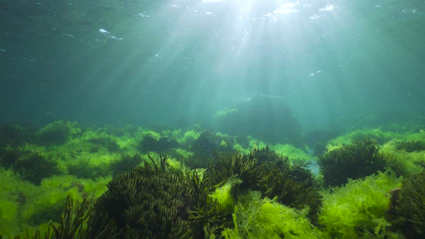Underwater green algae on the ocean floor with sunlight below water surface, natural seascape in the Atlantic ocean, Spain, Galicia Royalty-Free Stock Footage #1107372029