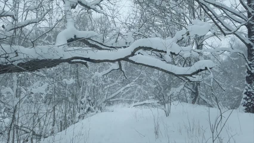 Walk in beautiful winter forest, fresh white snow falls.