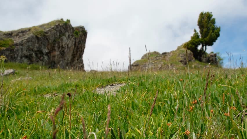 Video of highland natural vegetation in Altai mountains. Cedar tree on rock is on background. On foregraund is alpine - tundra mountain meadow with dryas and alpine grasses.