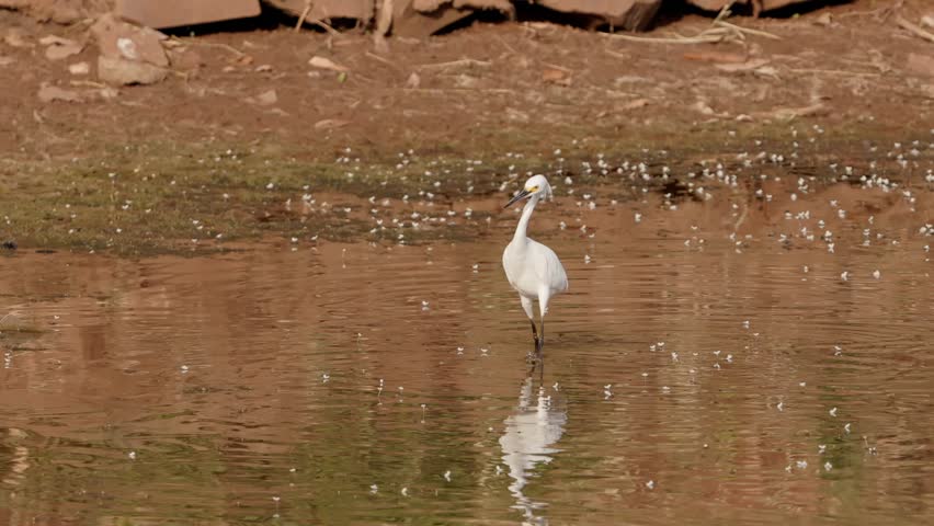 Great Egret Animal of the species Ardea alba