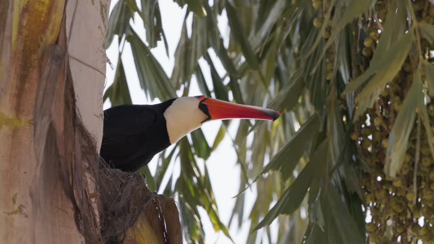 adult toco toucan of the species Ramphastos toco