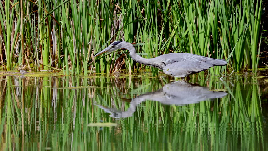 Wild Grey Heron in action, catching fish underwater with beak in slow motion,close up