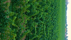 Aerial drone view over vineyards, towards agricultural fields. Vineyards, grapes field, vine on plantation.  Rows of Italian vineyards. Aerial vertical, vertical video background.