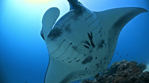 Huge Manta Ray swims towards camera and over viewer showing underside.  ஸ்டாக் வீடியோ