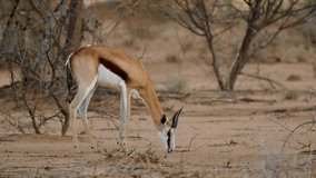 Feeding Impala Antelope, in savanna 