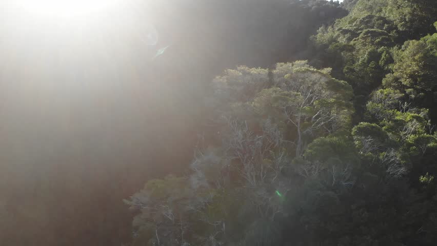 aerial drone panorama of green mountains in lamington national park near gold coast, queensland, australia; flying above ancient gondwana rainforest during sunset