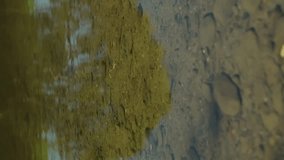 Fish in a mountain river playing school of fish and concept of schooling behavior of fish and underwater wildlife, vertical video
