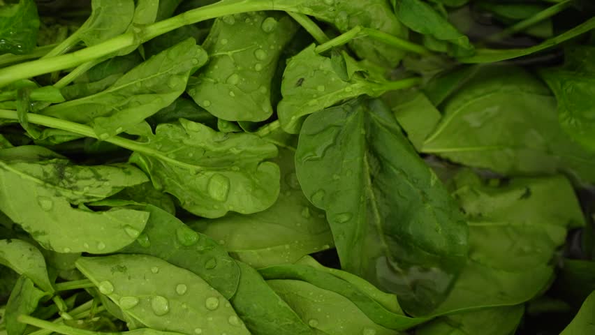 Wet Green Spinach Leaves After Washing. - close Up 