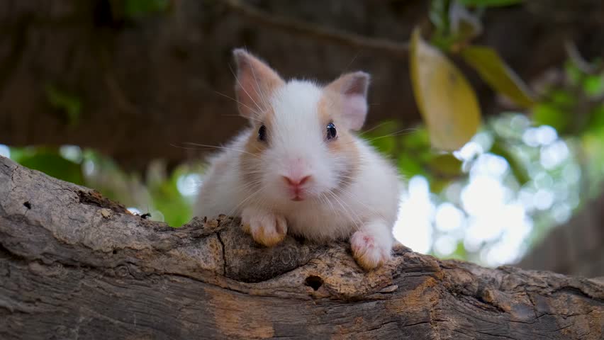 cute Bunnies. Close-up footage of a rabbit bunny. Cute funny bunny. Cute bunnies. the rabbit bunny is sitting on the wood.  Funny bunny. Cute little bunnies. Animals wildlife concept 
 Royalty-Free Stock Footage #1107394429