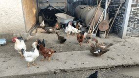Agricultural birds walk on the farm yard, 4K video