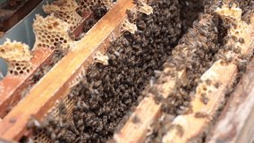 Inside of a beehive. Bees on the honeycomb frames in the hive. Apiculture or beekeeping background 4k handheld video.