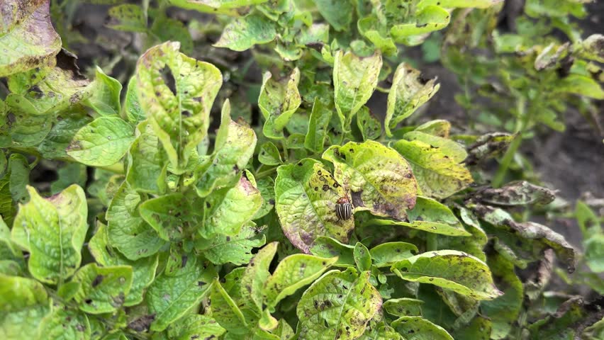 Potato diseases. Early blight on crops, damaged green and yellow leaves with brown spots and Colorado potato beetle bug. Royalty-Free Stock Footage #1107398867