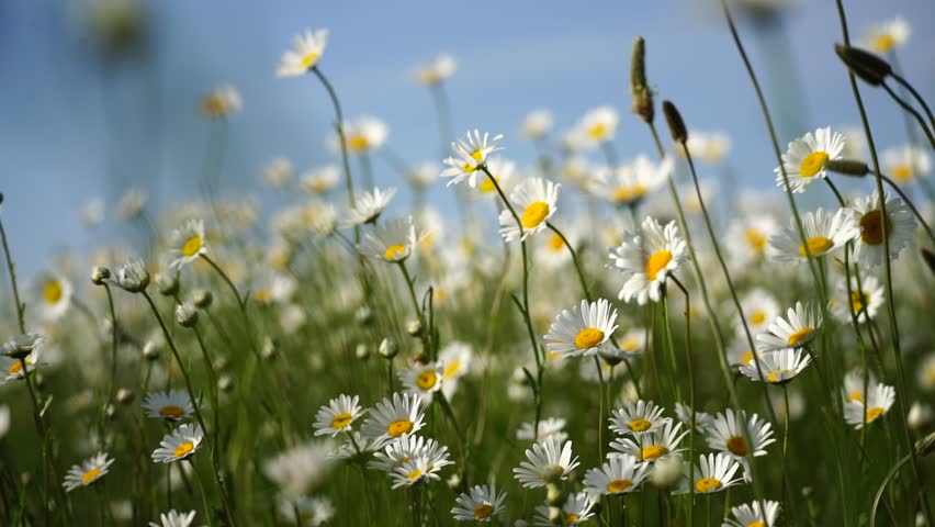 Daisy Chamomile flowers field background. Beautiful nature scene with blooming chamomilles in sun flare. Sunny day. Summer flowers. Royalty-Free Stock Footage #1107399163