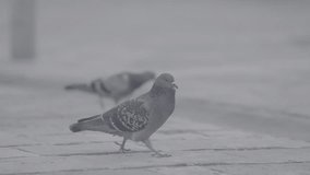 Walking City Pigeon's Perspective: Log-Format