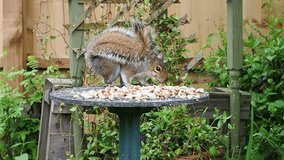 Short for the HD video clip of a grey squirrel feeding on peanuts from a garden table