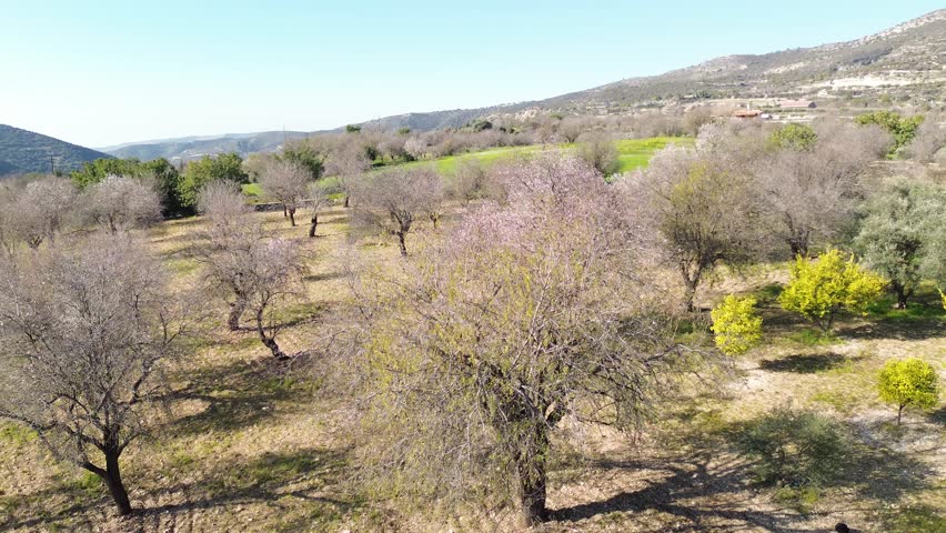 Limnatis, Cyprus. Almond orchards in bloom. Early spring, morning.
