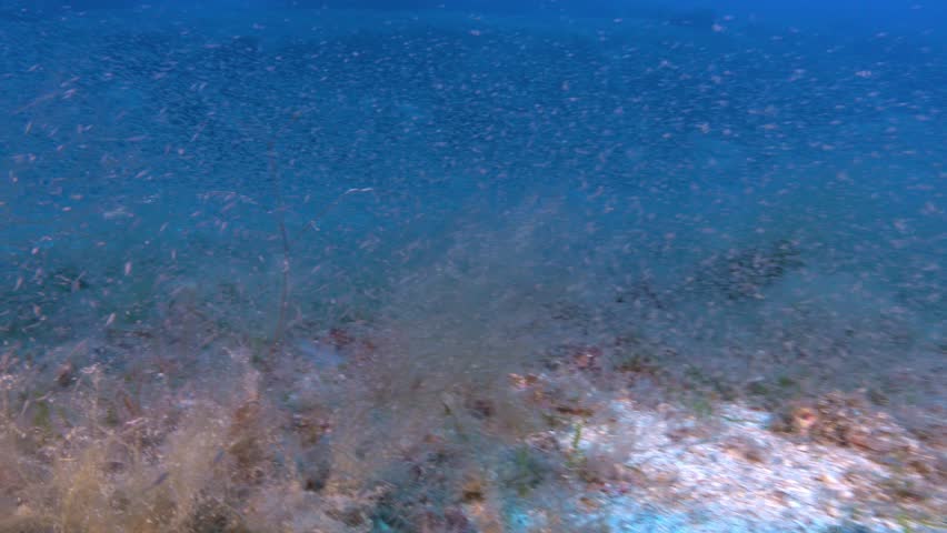 Underwater scene - Very little fish and krill at the Mediterranean seabed Royalty-Free Stock Footage #1107408465