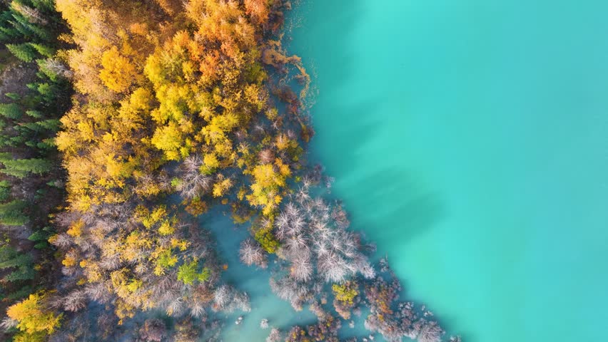Aerial view. Fall forest in turquoise water. Natural scenery in fall time. Mountain lake and trees. Video for background. Abraham Lake, Banff National Park, Alberta, Canada. Royalty-Free Stock Footage #1107409423