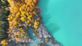 Aerial view. Fall forest in turquoise water. Natural scenery in fall time. Mountain lake and trees. Video for background. Abraham Lake, Banff National Park, Alberta, Canada.
