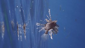 Vertical video, Common Lionfish or Red Lionfish (Pterois volitans) hunts small fish in blue water in bright sunbeams, slow motion