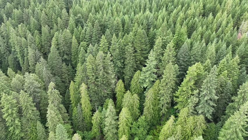 Seen from a bird's eye perspective, Cedar trees dominate the Gifford Pinchot National Forest in Washington. This beautiful area is not far north of the Columbia River Gorge. Royalty-Free Stock Footage #1107410465