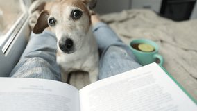 Home Reading with dog Jack Russell terrier. Cozy home weekend with interesting book, dog and hot tea with lemon. Chilling mood video footage. woman in blue jeans barefoot enjoying free hobby time