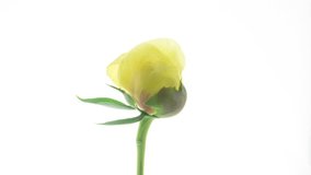 Beautiful yellow Peony background. Blooming peony flower open, time lapse, close-up. Wedding backdrop, easter, Valentine's Day concept. UHD video timelapse